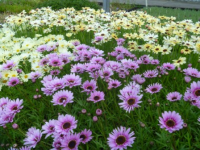 Dcor Daisies