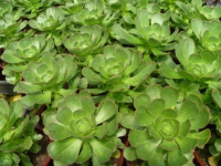 Succulents Succulents