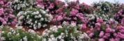 ATI - Making Gardening Easy