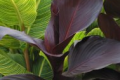 Canna Tropicanna 