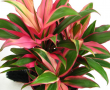 Cordyline Pink Edge