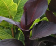 Canna Tropicanna Black