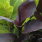 Canna Tropicanna Black Canna Tropicanna Black