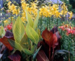 Canna Tropicanna and Tropicanna Gold