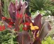 Canna Tropicanna 