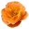 Flower Carpet Amber