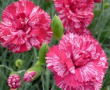 Dianthus Freckly Flake