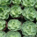 Echeveria imbricata