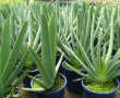 Aloe plicatilis