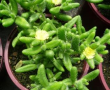 Delosperma echinata