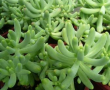 Sedum furfuraceum