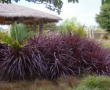 Cordyline Red Fountain