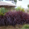 Cordyline Red Fountain