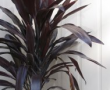 Cordyline Caruba Black