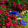 Flower Carpet Scarlet
