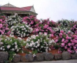 Flower Carpet Roses