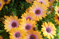 Cape Daisies Osteospermum