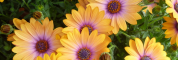Cape Daisies Osteospermum