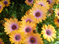 Cape Daisies Osteospermum Cape Daisies Osteospermum