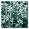 Stachys lanata (lambs ears)