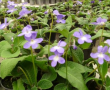 Streptocarpus Falling Stars