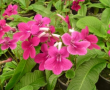 Streptocarpus Ruby