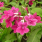 Streptocarpus Ruby
