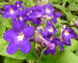 Streptocarpus Purple/Yellow