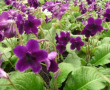 Streptocarpus Lynne