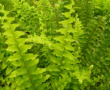 Nephrolepsis fern