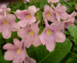 Streptocarpus Pink/Yellow