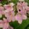 Streptocarpus Pink/Yellow