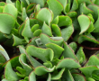 Crassula arborescens