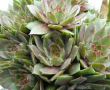 Sempervivum