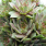 Sempervivum Sempervivum