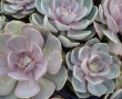 Echeveria Pearle von Nuremburg