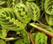 Maranta leuconeura Tricolor