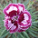 Dianthus Windsor