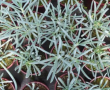 Senecio serpens