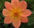 Tree Dahlia First Increment