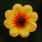Dahlia Bullseye