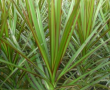 Dracaena marginata