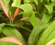 Cordyline Beauty