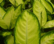 Dieffenbachia Camille