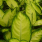 Dieffenbachia Camille