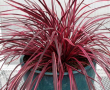 Cordyline Raspberry Fountain