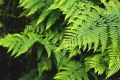 Ferns