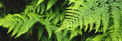 Ferns