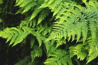 Ferns Ferns