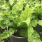 Asplenium Crispy Wave